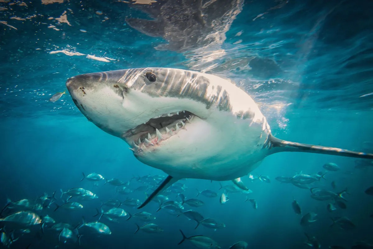 Intimate Great White Shark Encounter